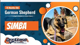 Transforming Simba: From Park Chaos to Canine Commando | Offleash K9 Training Oklahoma by Off Leash K9 Training of Oklahoma 51 views 7 days ago 3 minutes, 43 seconds