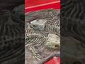 Fossil Discoveries at Global Science Festival Kerala