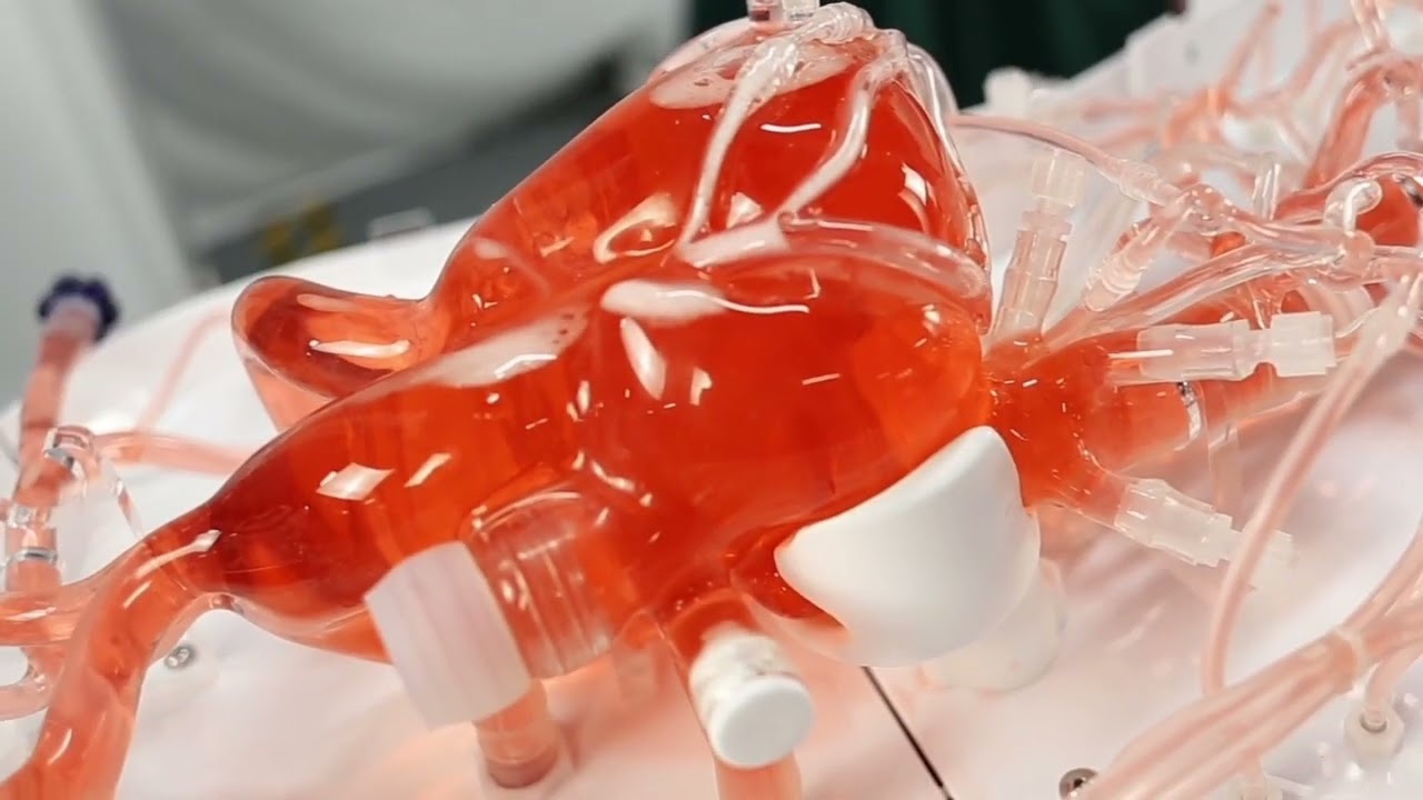 Full body human vascular simulation system