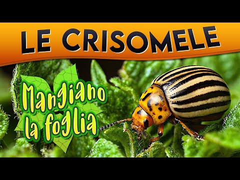Video: Ciclo di vita degli scarabei di asparagi maculati - Come prevenire gli scarabei di asparagi maculati