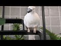 Kamala Vives Ceramica — видео
