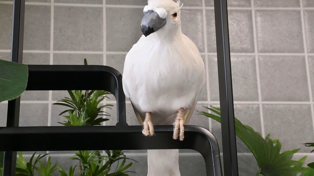 Видео