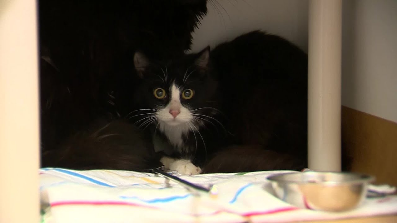 80 cats, kittens rescued from overcrowding situations - YouTube