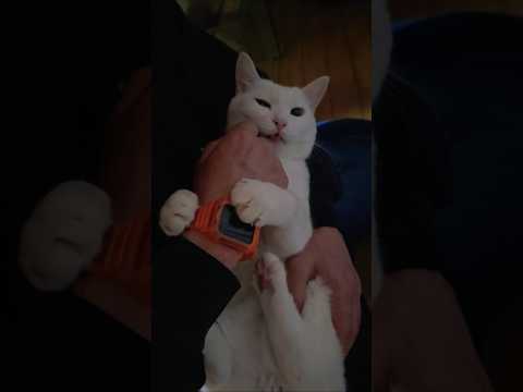🐱甘える時は赤ちゃんになる。#猫の配信サムネイル