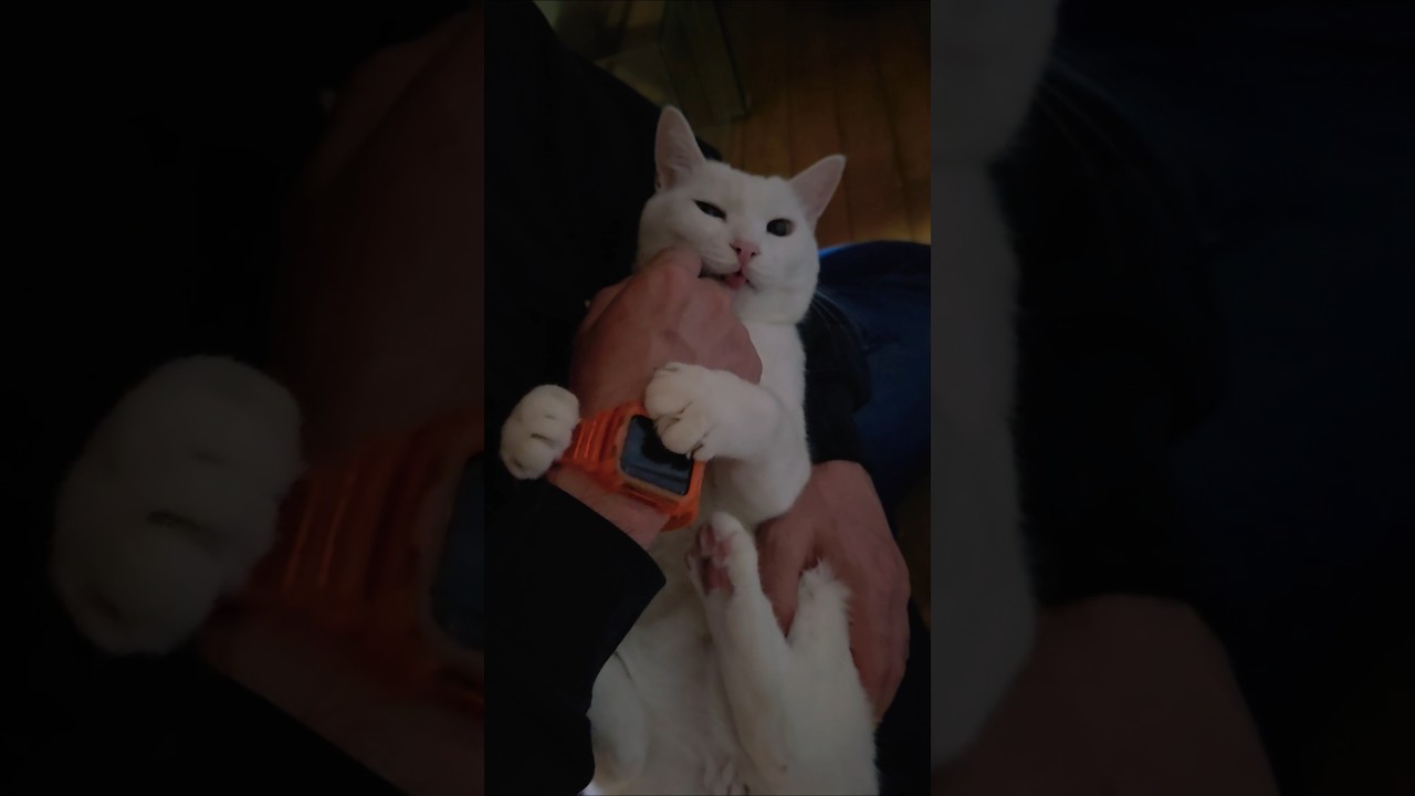 🐱甘える時は赤ちゃんになる。#猫