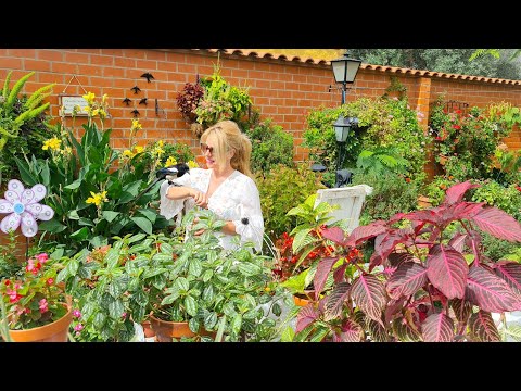 Video: Información sobre la flor de zafiro - Cuidado de las flores de zafiro Browallia