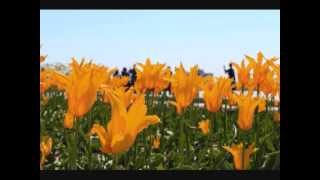 [violin foundation] Ich grolle nicht. - Robert Schumann (1810 - 1856) , Op.48