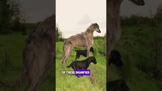 History of the Irish Greyhound #ireland #irishhistory #dog #dogs #greyhound #doggo #ancient