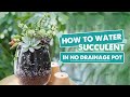 How To Water Succulents In No Drainage Pots | Easy and Simple Tips