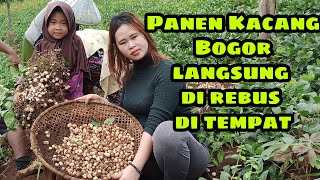 PANEN KACANG BOGOR PALING SUBUR HASIL MELIMPAH DI PEDESAAN | Senangnya Bisa Rebus kacang di Tempat
