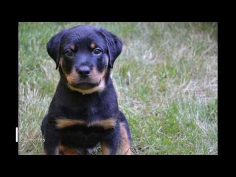 Rottweiler Head Growth Chart