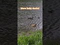 all sorts of baby ducks! 🧡please like and subscribe for more🧡 #naturallypaired