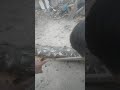 Cara Usir Semut Ala Arka Alias ParkisЁЯШВЁЯШВЁЯШО Cara Usir Semut Ala Arka Alias ParkisЁЯШВЁЯШВЁЯШО