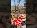 #stihl #foret #affouage #wood #husqvarna #bucheron #boisdechauffage #jardin #shortvideo #shorts