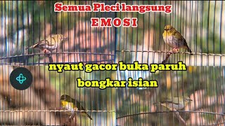 Terapi pleci Ribut paling cepat buat pleci bahan cepat nembak dan cepat Gacor. Terapi pleci koloni