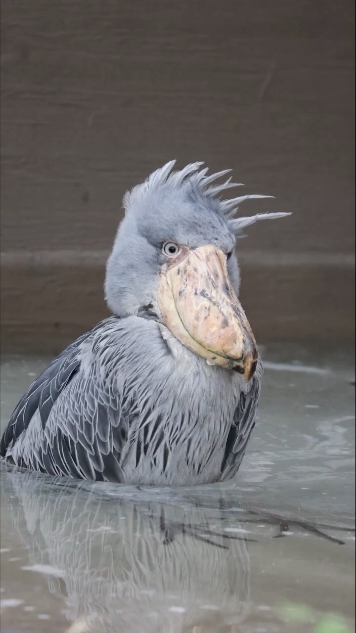 今日の水浴びふたば(2026.4.29)【掛川花鳥園公式】 - YouTube
