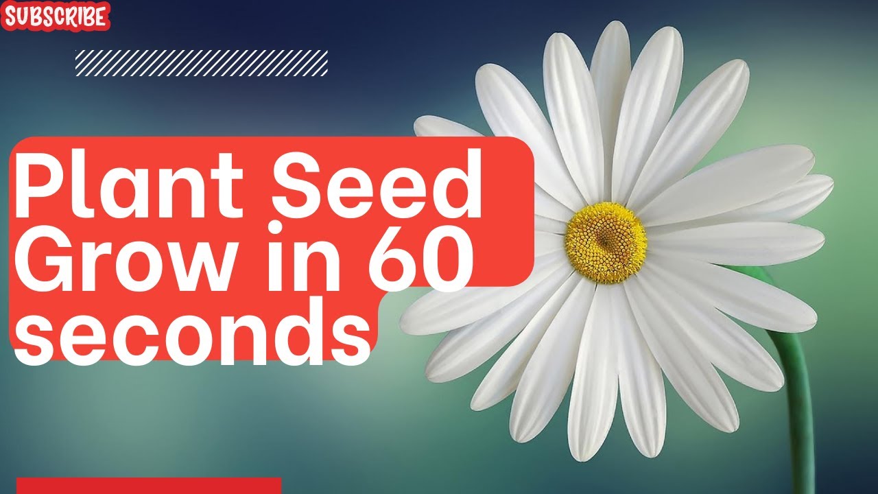 Time Lapse Plant Growing! YouTube