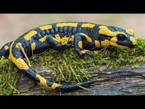 Video: Diferența Dintre șopârlă și Salamander