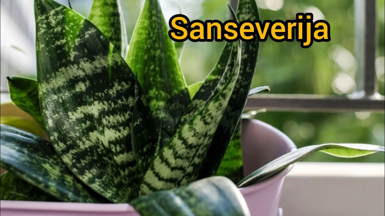 sansevieria laurentii trifasciata Sansevieria Trifasciata (The snake plant) – Qamhawey Shop main image 0