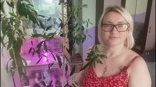Пересадка оливы на автопОЛИВ