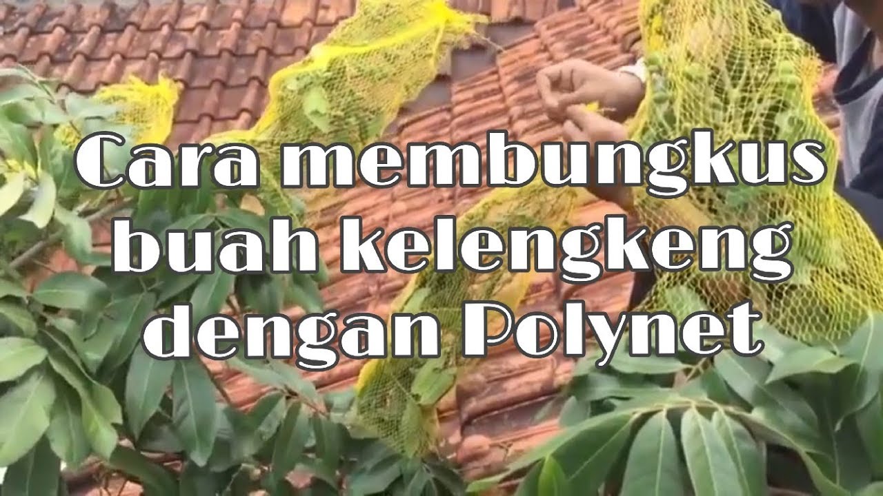 Cara membungkus buah kelengkeng dengan Polynet || Part 1