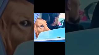 Köpekteki Coolluk Peki Şfet