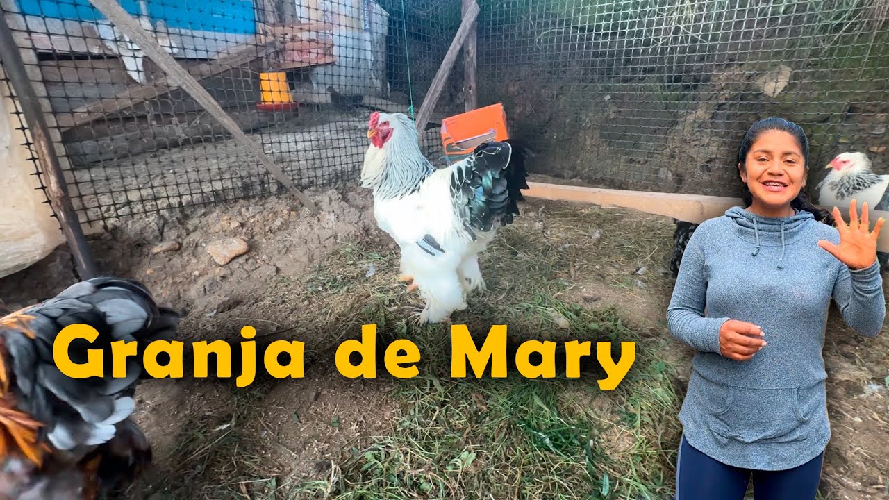 Estas gallinas cuestan $ 300 🤑
