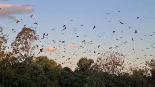 Flying fox bats of Coraki New South Wales  Australia