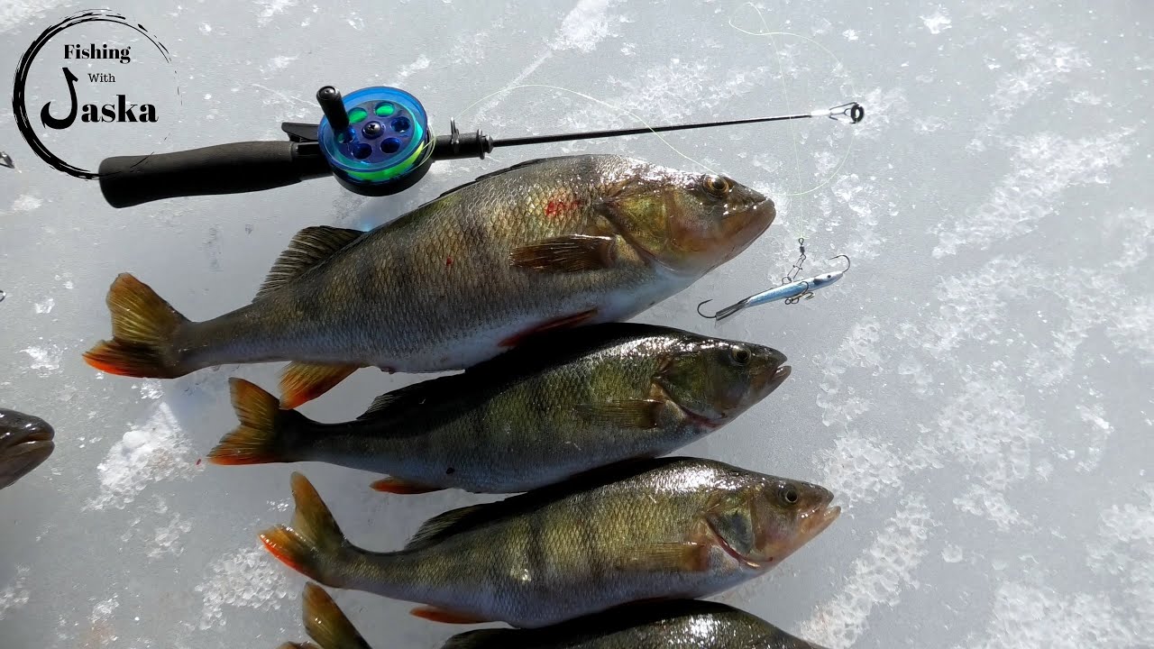 Last Ice Perch Fishing YouTube