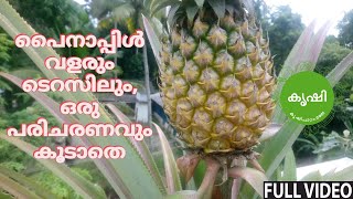 പൈനാപ്പിള്‍ കൃഷി ടെറസില്‍,  പരിചരണം കൂടാതെ - Pineapple Growing at Terrace Garden Using Zero Efforts