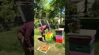 Title: Hive Inspection Guide: A Spring Check-Up with HarBee Beekeeping