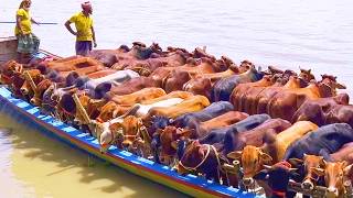 Big Bull, Biggest Cow, Bulls Cows, Cow Unloading,  Cow Videos, Cow, Ox, cow video, big cow (P-20)