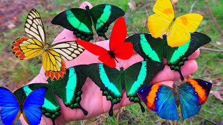My Pets Butterflies & Moths compilation by Bart Coppens  Butterflies as Friends! Insect Channel