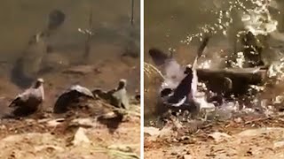 Quick Bird Escapes From Hungry Fish