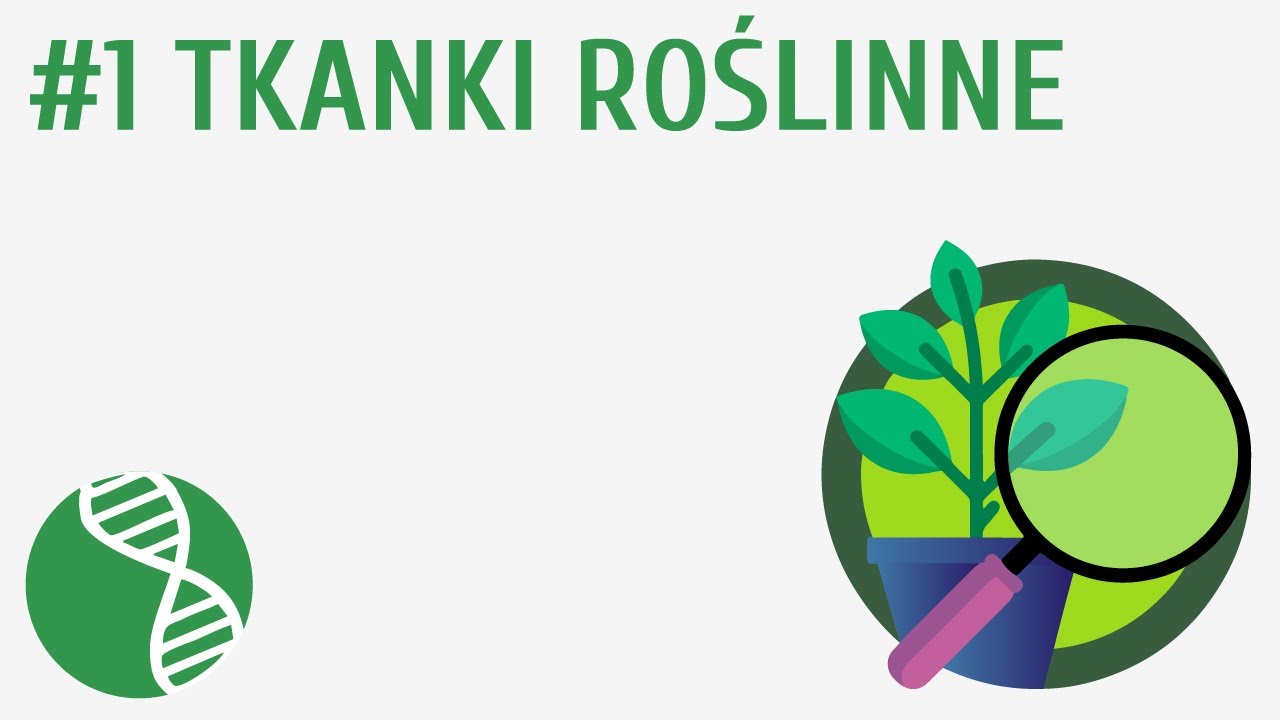 Sprawdzian Z Biologii 1 Gimnazjum Tkanki Roslinne