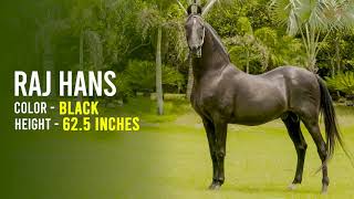 RAJ HANS MARWARI STALLION  NATIONAL CHAMPION