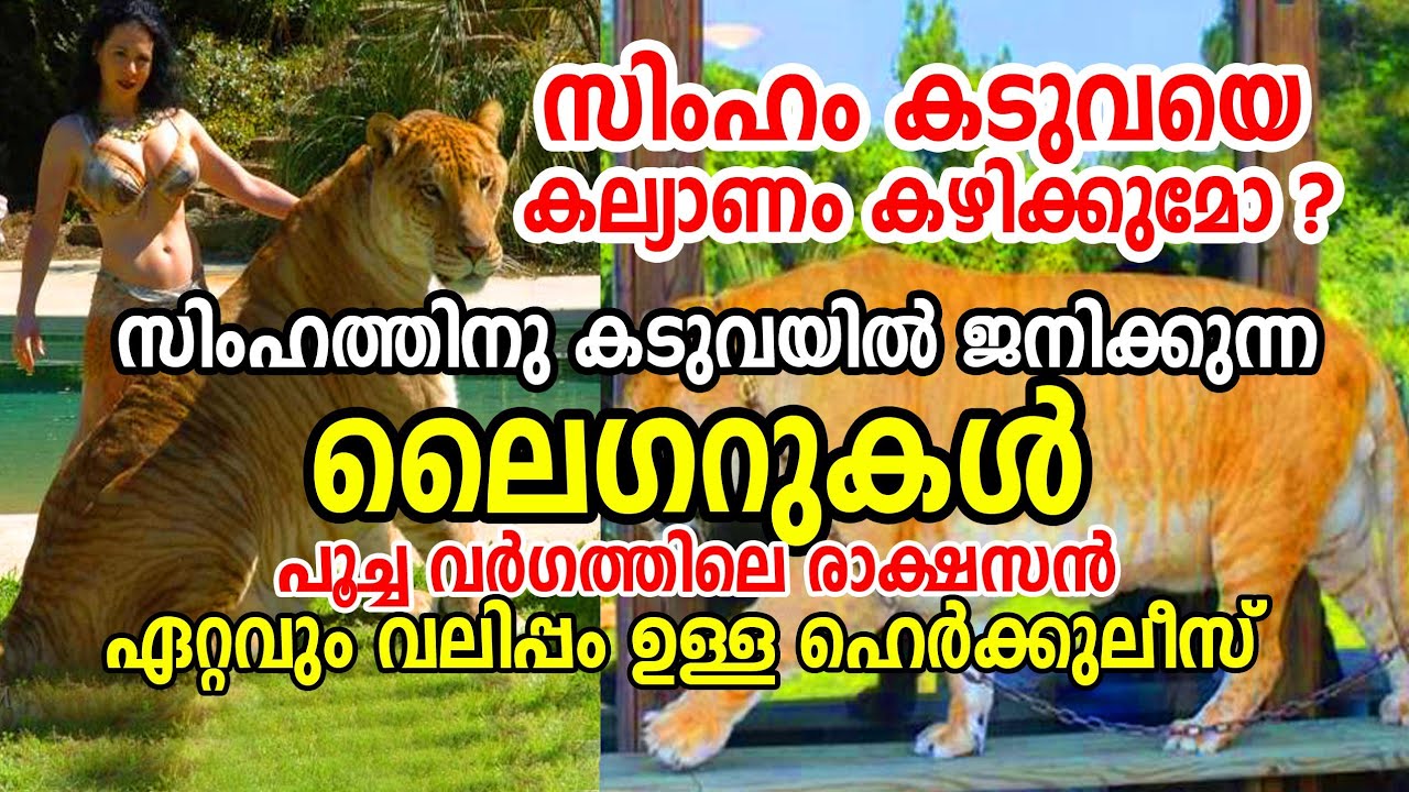 സിംഹത്തിനു കടുവയിൽ കുട്ടികൾ ഉണ്ടാകുമോ?  Liger - ലൈഗർ ! Hercules the Big Cat Liger