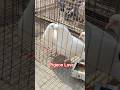 Pigeon Love Moment #pigeon #kabutar #রেসিং_কবুতর #kabootar #whitepigeon