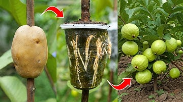 🌿Grow Guava Tree Fast with These Pro Tips for Beginners!