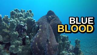 Octopuses Are Geniuses And Never Meet Their Mum