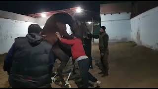 زواج خيول عربى بأسلوب طبيعي # رشدان السامر #Arabian horse natural mating
