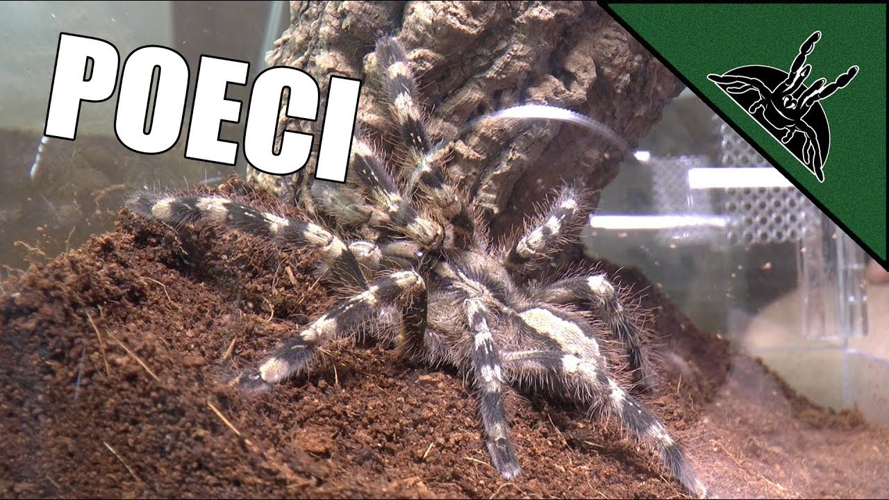 sheet bend RARE POECILOTHERIA