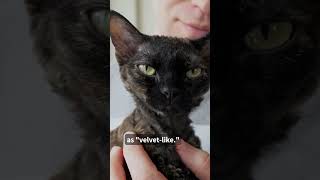 Devon Rex and allergy sufferers. Part 1.  5 important facts you should know #shorts