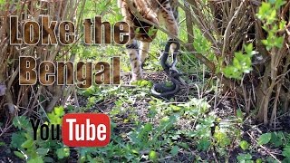 Bengal cat catches a snake.