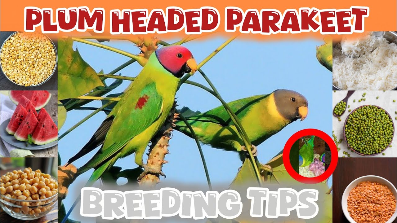 Plum Head Parrot & Green Ringneck Breeding Tips | Bird Setup & Breeding Guide 2026