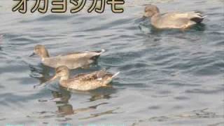 オカヨシガモ