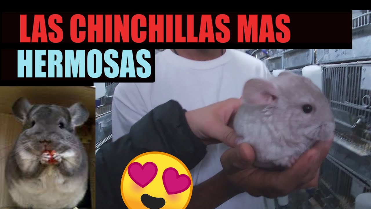 Increíble criadero de chinchillas (Mario blogs)