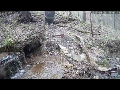 webcamera stegna Live Deer & Wildlife Webcam 3