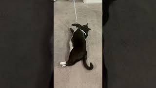 Cat taking a walk #yourpet #yourcat #catstuff #foryou