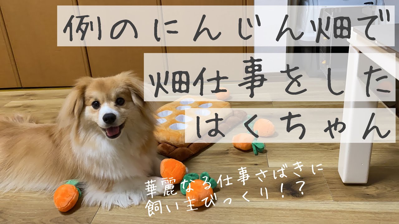 例のにんじん畑で畑仕事をした犬 Youtube